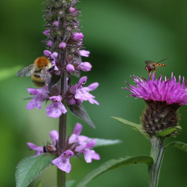 Common carder bee on marsh woundwort with marmalade hoverfly on knapweed c Graham Makepeace-Warne